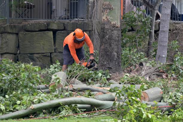 Best Tree Removal Near Me  in USA